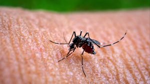 Избухване на Chikungunya в Южен Китай Сити шпори действие за спиране на болестта, пренасяна от комари