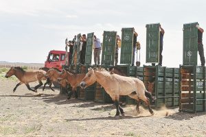 Китайското население на Przewalski е на върха 900, една трета от общата обща стойност