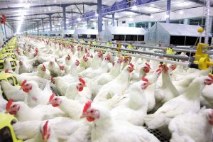 Shandong Yisheng укрепва позицията на бройлерите