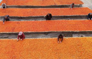 Фермерите от Шанси берат обилна реколта от райска ябълка