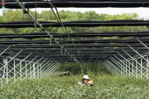 Китай с постижения в горското стопанство и ресурсите