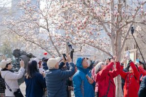 Фестивалът на магнолията цъфти през пролетта