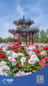 Caozhou Peony Garden, Шандонг – Chinadaily.com.cn