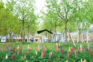 Мястото Pudong Qiantan на Shanghai International Flower Show през 2026 г. ще бъде отворено през април